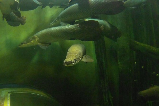 Zaragoza Aquarium Admission Ticket - The central tank is the big visual moment