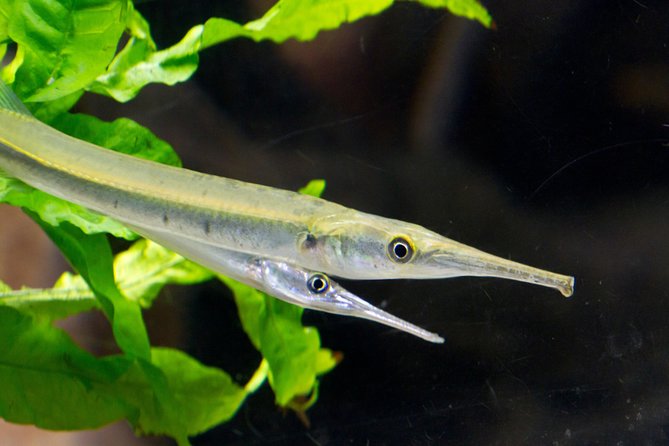 Zaragoza Aquarium Admission Ticket - What the visit feels like for families