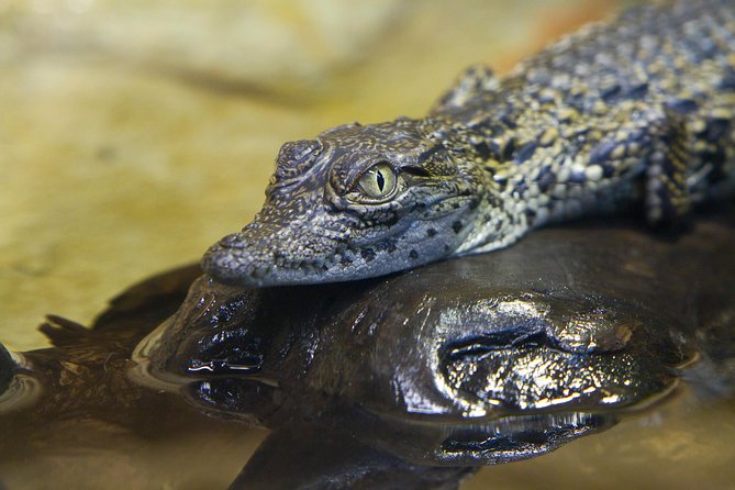 Zaragoza Aquarium Admission Ticket - Five rivers, five different points of view