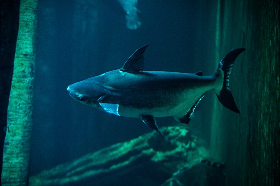 Zaragoza : Aquarium entry ticket - Key points to know before you go