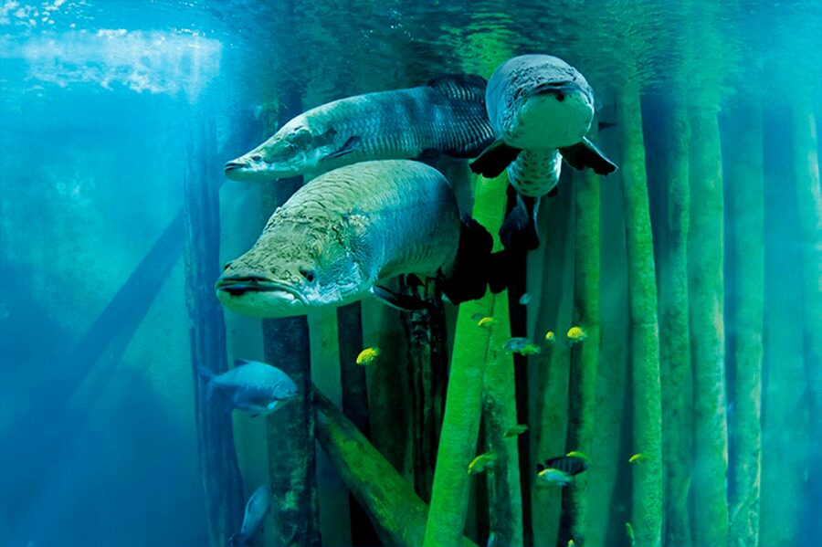 Zaragoza : Aquarium entry ticket - Why Zaragoza’s river aquarium is worth your time