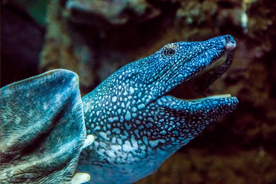 Zaragoza : Aquarium entry ticket - What the 70 tanks mean for your visit