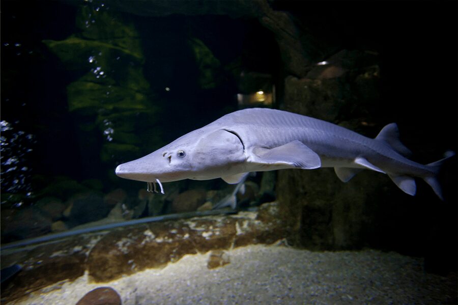 Zaragoza : Aquarium entry ticket - Reptile and arthropod workshops add real value