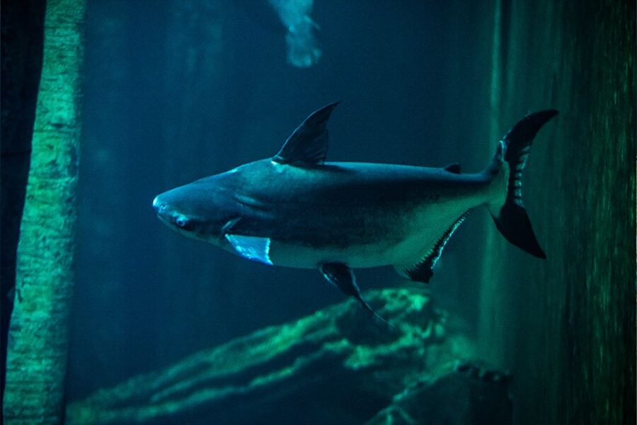 Zaragoza : Aquarium entry ticket - The Aquarium Restaurant and Zaragoza views