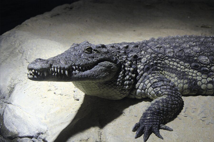 Zaragoza : Aquarium entry ticket - Is $22 a fair price?