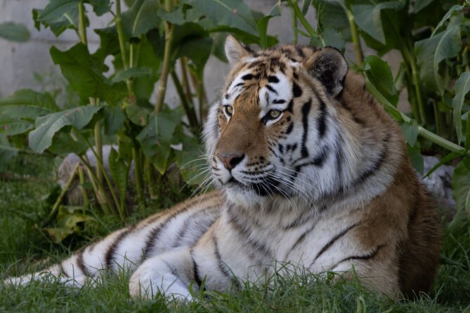 Zoo Aquarium Madrid Admission Ticket - Opening hours and the best way to plan your visit